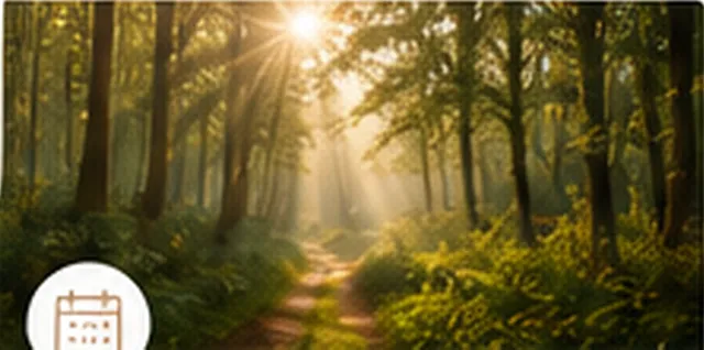 Sonnenstrahlen über einem Waldweg
